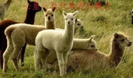 三只羊吃瓜外网视频,萌态可掬引网友热议