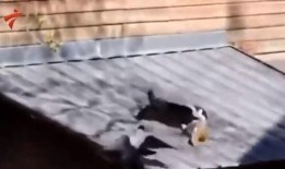 乌鸦吃瓜打架视频播放全集,一场爆笑全记录