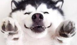 狗头吃瓜素材视频大全高清,高清素材视频大盘点