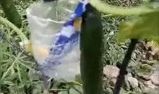 邹城吃瓜事件真相视频,揭秘真相背后的惊人内幕