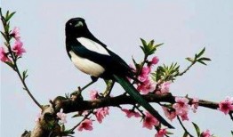 吃瓜喜鹊视频完整版,揭秘视频背后的精彩故事