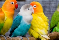 鹦鹉吃瓜会吃死吗视频播放,鹦鹉吃瓜致命真相揭秘