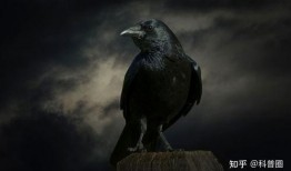 乌鸦吃瓜打架视频播放全集,一场爆笑全记录