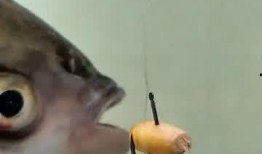 大鱼吃瓜的视频,揭秘网络奇观背后的真相与趣味