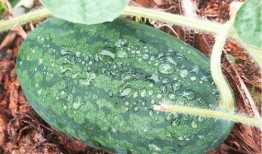 在哪里可以找到吃瓜视频,哪里可以轻松找到热门吃瓜视频