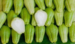 牛可以吃佛手瓜嘛视频讲解