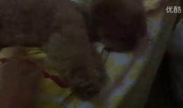 吃瓜视频吃肠子,肠子美食背后的真相