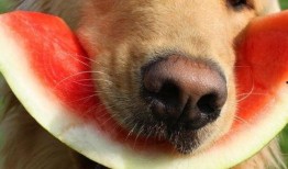 瓜哥吃瓜可爱动物视频