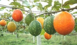 吊瓜怎样吃不胀气视频,告别胀气烦恼，美味又健康