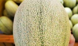 羊脂蜜瓜怎么吃最好呢视频