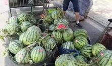 东平吃瓜事件视频大全