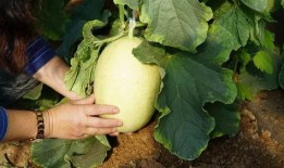 南山和山南吃瓜视频,一场吃瓜视频引发的美食盛宴