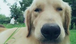 狗头吃瓜素材视频大全高清,高清素材视频大盘点