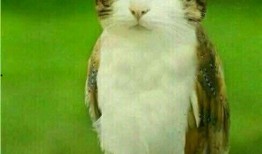 动物吃瓜搞笑段子大全视频,萌宠演绎欢乐喜剧