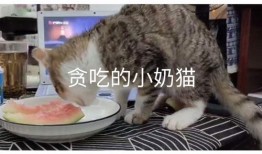 动漫吃瓜小猫咪视频大全,吃瓜小猫咪动漫视频大盘点