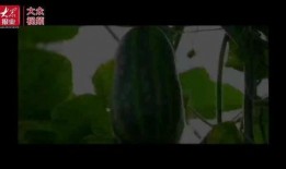 最可怜的吃瓜群众视频,幕后真相曝光