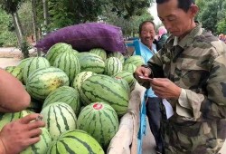 金昌老头吃瓜视频,揭秘民间趣味生活瞬间