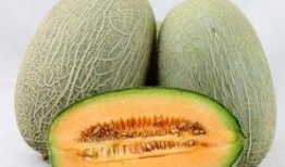 果蝇吃哈密瓜视频,揭秘哈密瓜的甜蜜诱惑