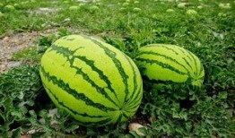 日本人吃石头瓜视频,石头瓜的神秘魅力