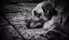 流浪狗吃瓜小狗视频播放,视频播放量飙升