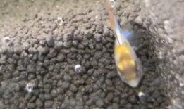 小胡子吃瓜视频,揭秘娱乐圈幕后故事