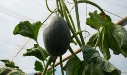 田间吃瓜视频教程,轻松掌握瓜果种植与品尝技巧