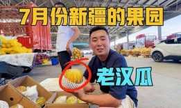 去新疆吃老汉瓜视频播放,舌尖上的瓜果盛宴，视频播放引热议