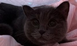 动漫吃瓜小猫咪视频大全,吃瓜小猫咪动漫视频大盘点