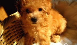 泰迪吃蓝瓜好不好呢视频,美味还是禁忌？