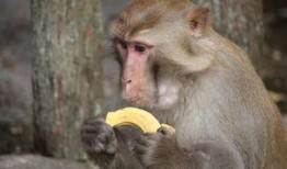 猴子吃甜宝瓜视频大全,萌态百出视频大盘点