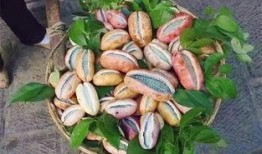 下雪吃八月瓜视频,品尝八月瓜的独特风味