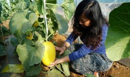 南山和山南吃瓜视频,一场吃瓜视频引发的美食盛宴