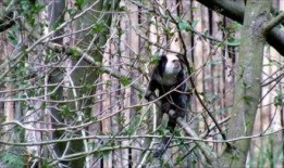 吃瓜动物视频下载安装最新,轻松获取最新娱乐内容攻略