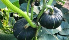 北美网红吃瓜事件真相视频,揭秘背后真相与争议