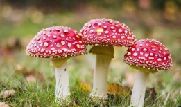 蘑菇视频网页版吃瓜,揭秘吃瓜群众的快乐源泉