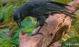 乌鸦吃瓜打架视频播放全集,一场爆笑全记录