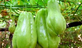 单亲爸爸吃佛手瓜好吗视频,健康美味两不误