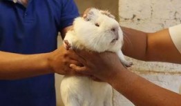 豚鼠可以吃冰哈密瓜吗视频,美味还是禁忌？