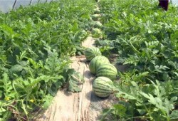 新沂近期的吃瓜事件视频,揭秘网络热议背后的真相