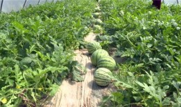 新沂近期的吃瓜事件视频,揭秘网络热议背后的真相