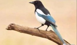 甘肃吃瓜喜鹊视频大全集