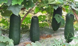 诸暨事件吃瓜视频