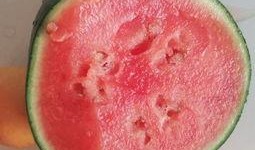 揭东吃瓜视频,揭秘当地美食文化盛宴