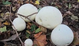 蘑菇视频网页版吃瓜,揭秘吃瓜群众的快乐源泉