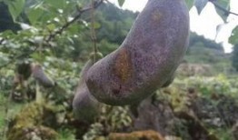 吃八月瓜水果视频,视频带你领略热带水果的独特魅力