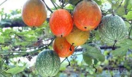 吊瓜怎样吃不胀气视频,告别胀气烦恼，美味又健康