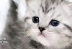 吃瓜小花猫搞笑视频,吃瓜小花猫的欢乐日常