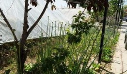 亭子视频吃瓜,揭秘吃瓜群众的欢乐盛宴