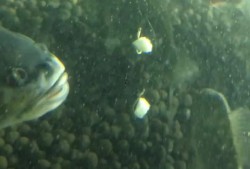 大鱼吃瓜的视频,揭秘网络奇观背后的真相与趣味