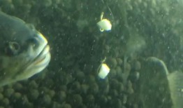 大鱼吃瓜的视频,揭秘网络奇观背后的真相与趣味